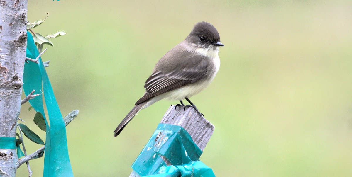 Eastern Phoebe - ML611514835