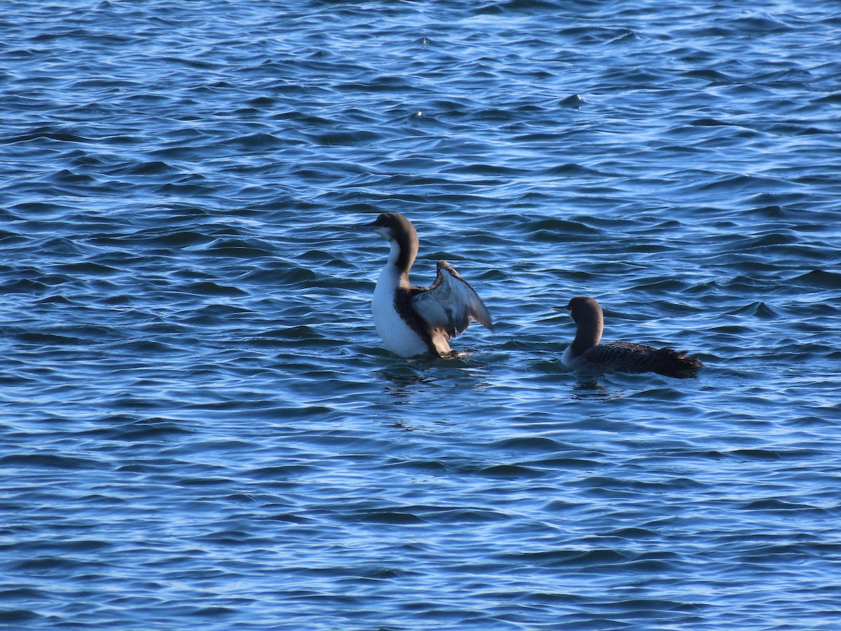 Pacific Loon - ML611514857