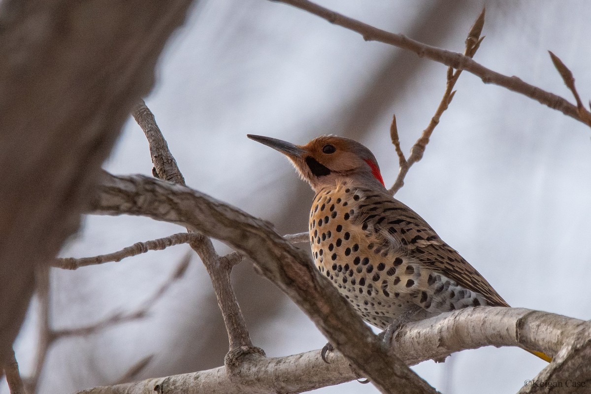 Northern Flicker - ML611514983