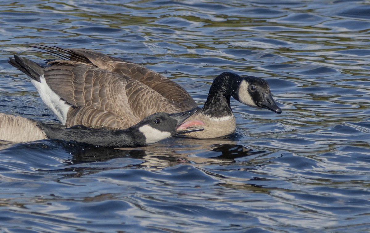 Canada Goose - ML611515110