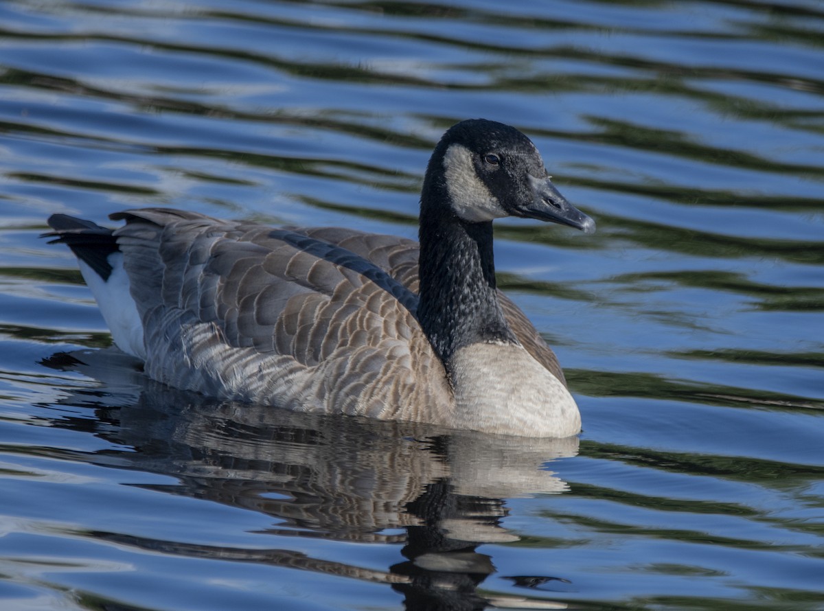 Canada Goose - ML611515111