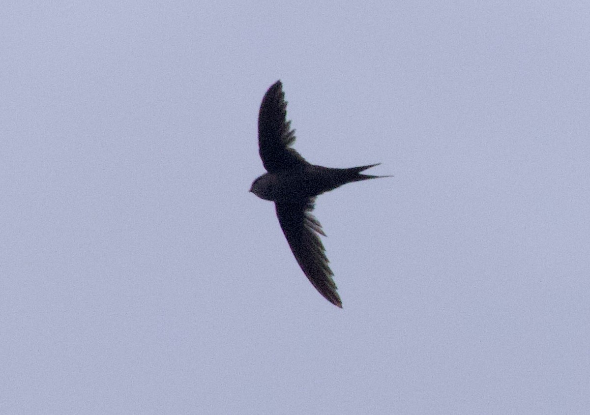 Madagascar Spinetail - ML611515121