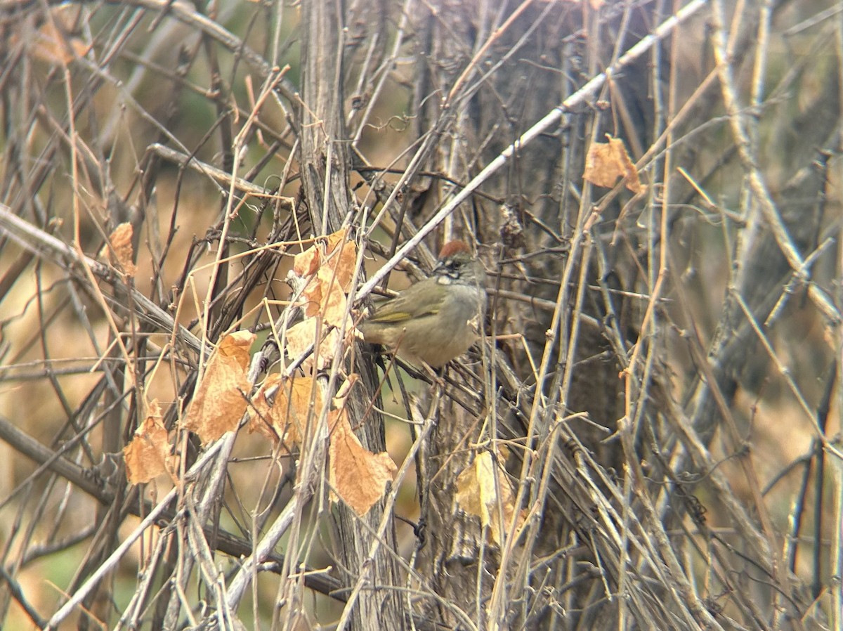 Green-tailed Towhee - ML611515142