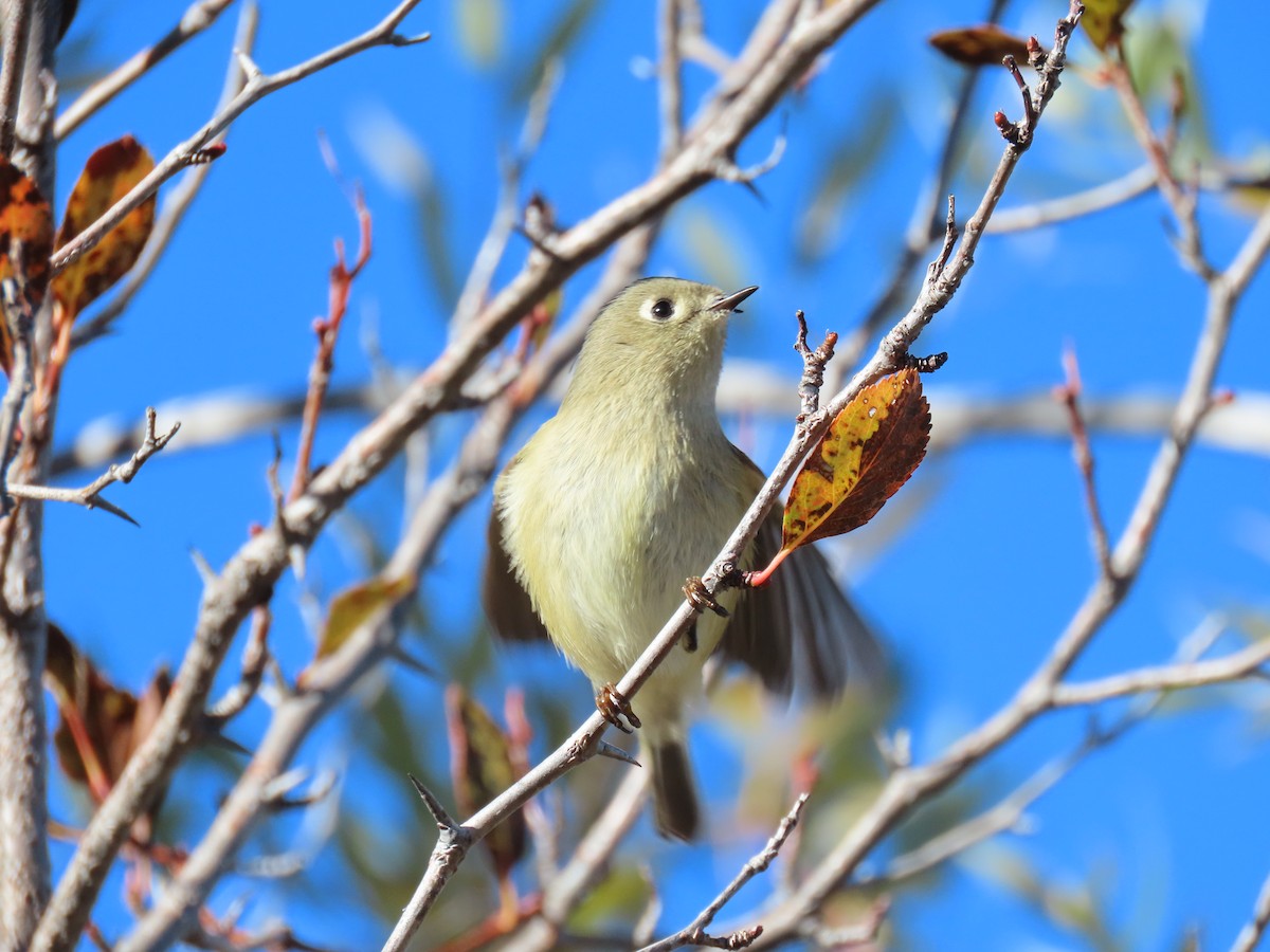 Ruby-crowned Kinglet - ML611515176