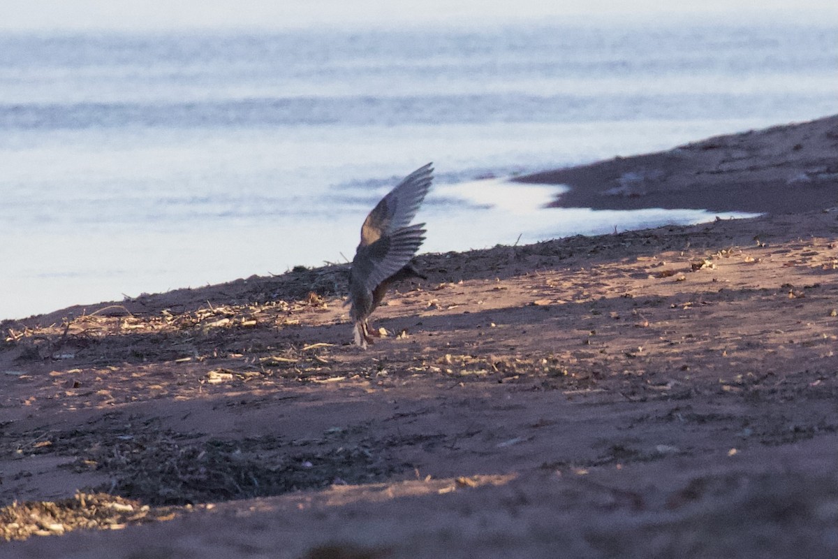 Iceland Gull (Thayer's) - ML611515255