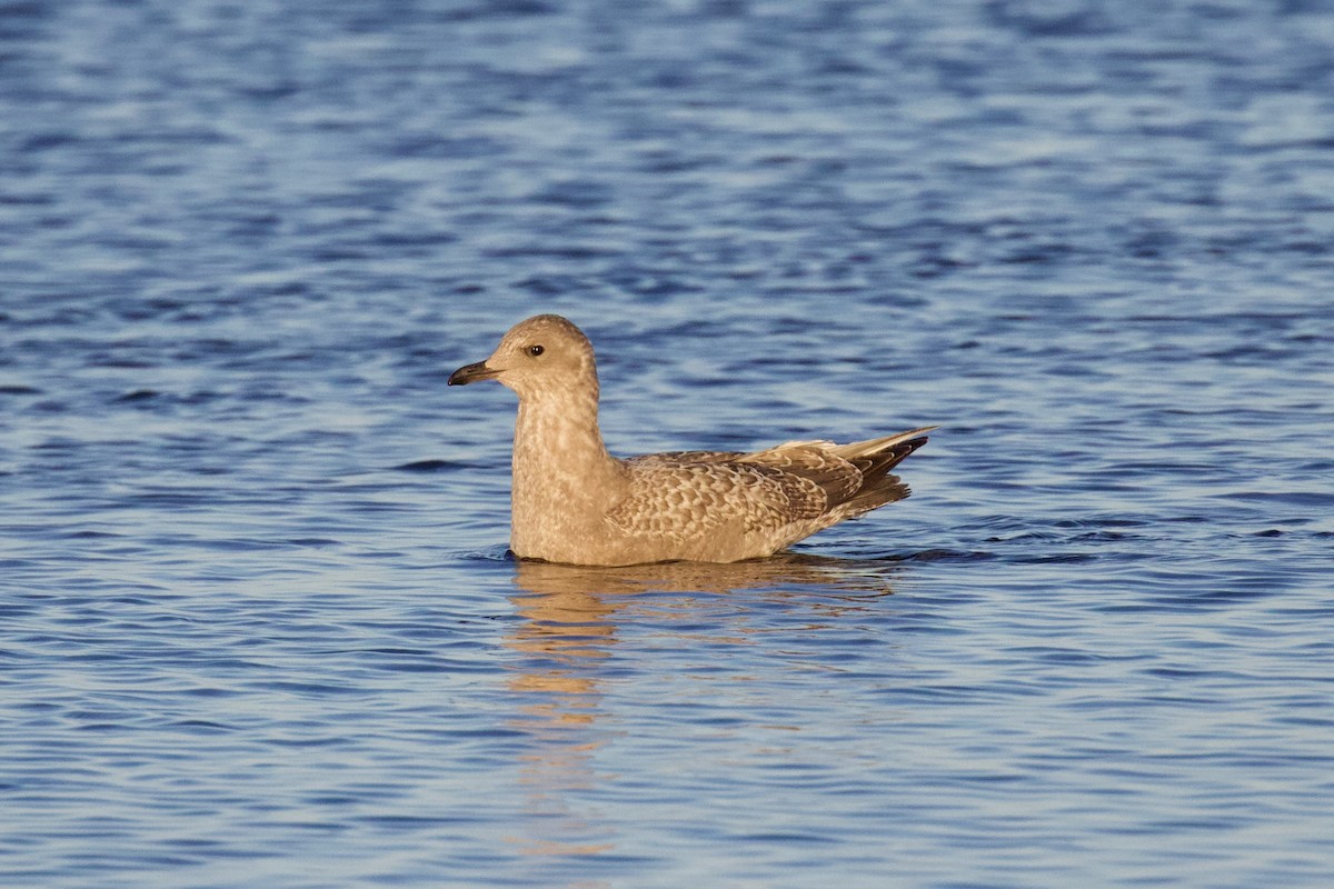 Iceland Gull (Thayer's) - ML611515256