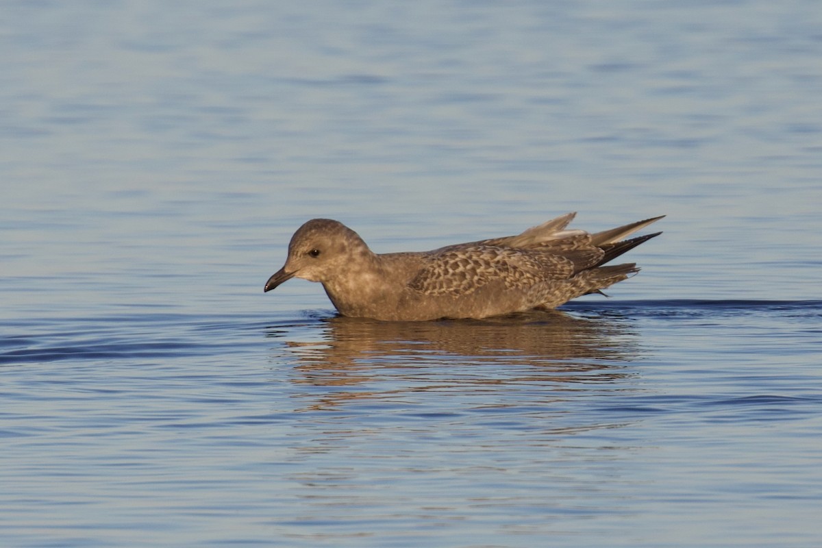 Iceland Gull (Thayer's) - ML611515257