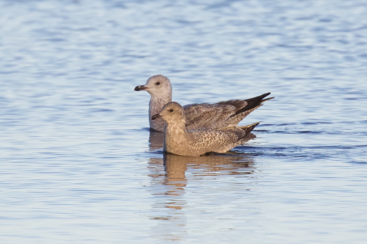 Gaviota Groenlandesa (thayeri) - ML611515259