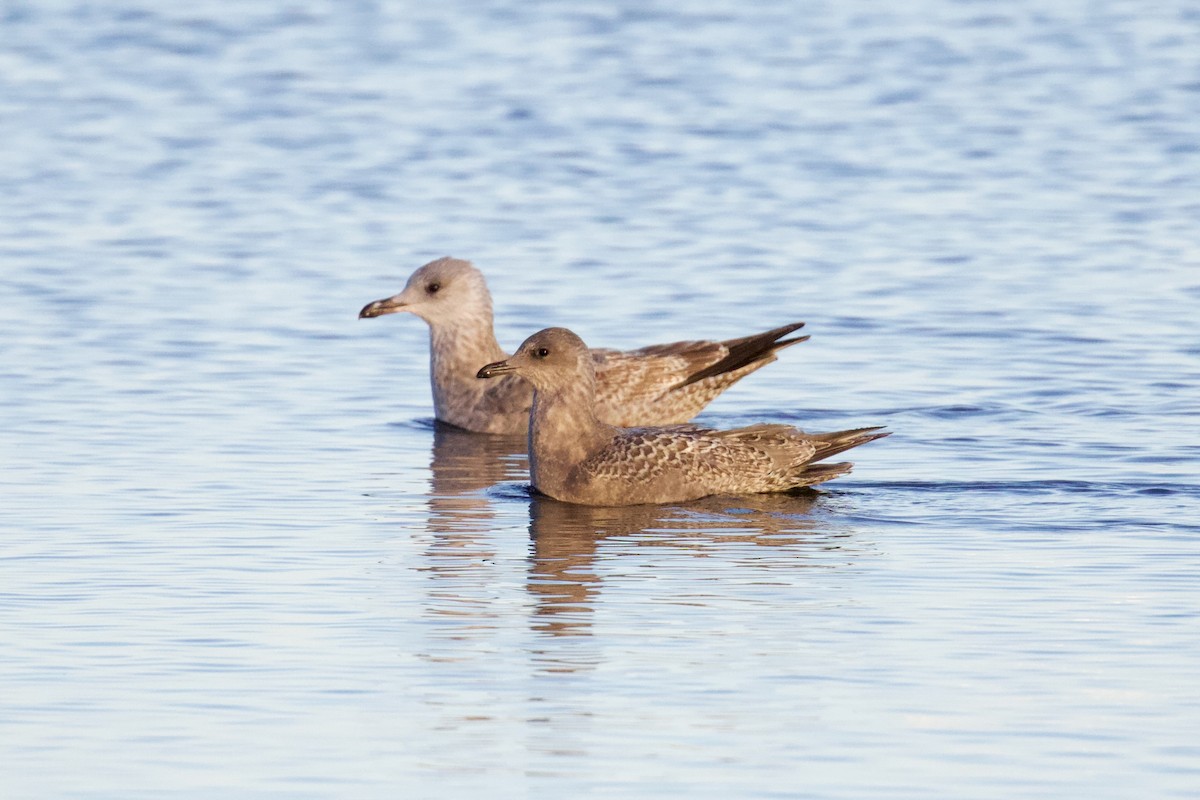 Iceland Gull (Thayer's) - Jeremy Nance