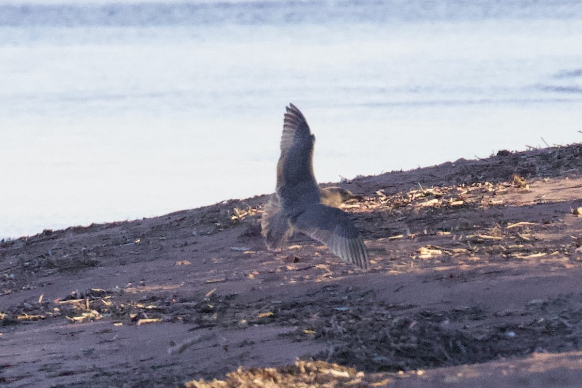 Iceland Gull (Thayer's) - ML611515261