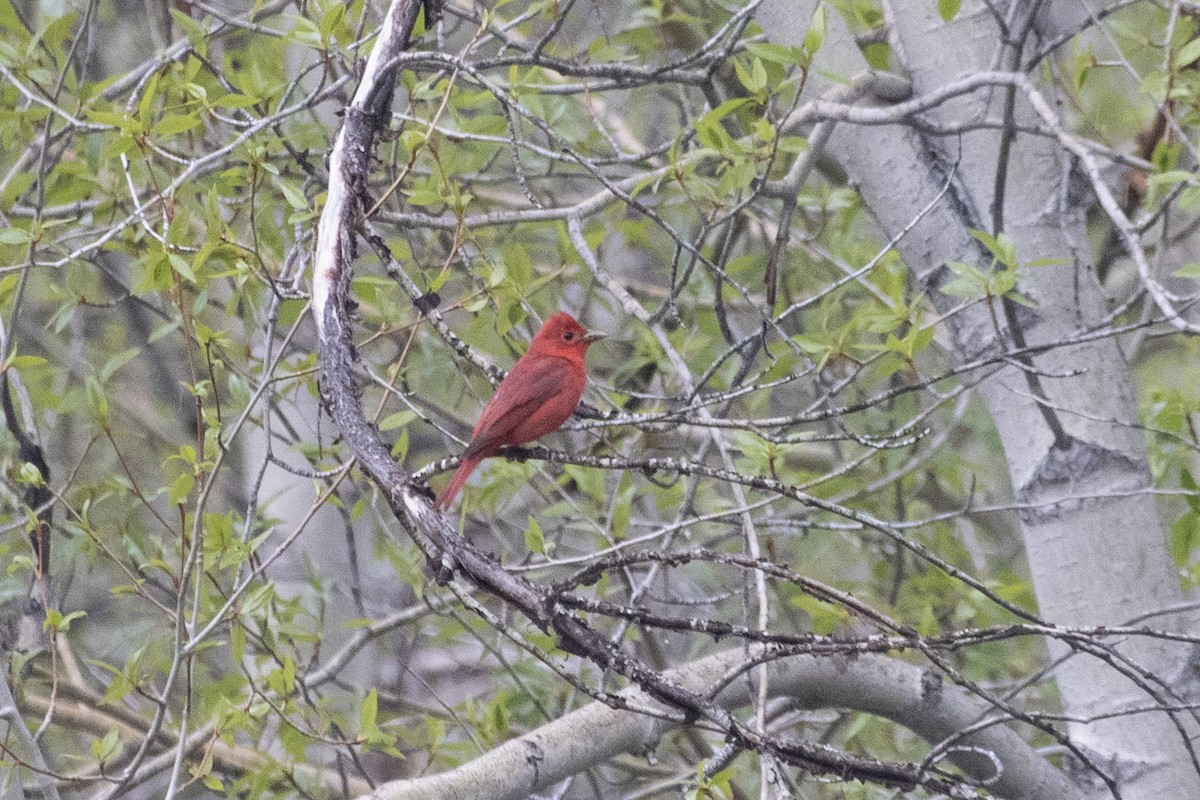 Summer Tanager - ML611515272