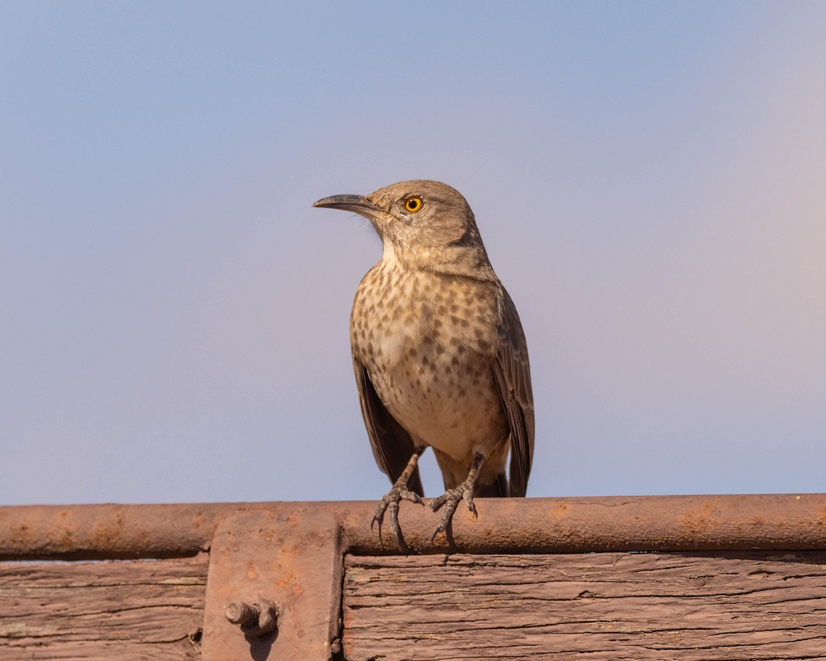 Bendire's Thrasher - Charles Lyon