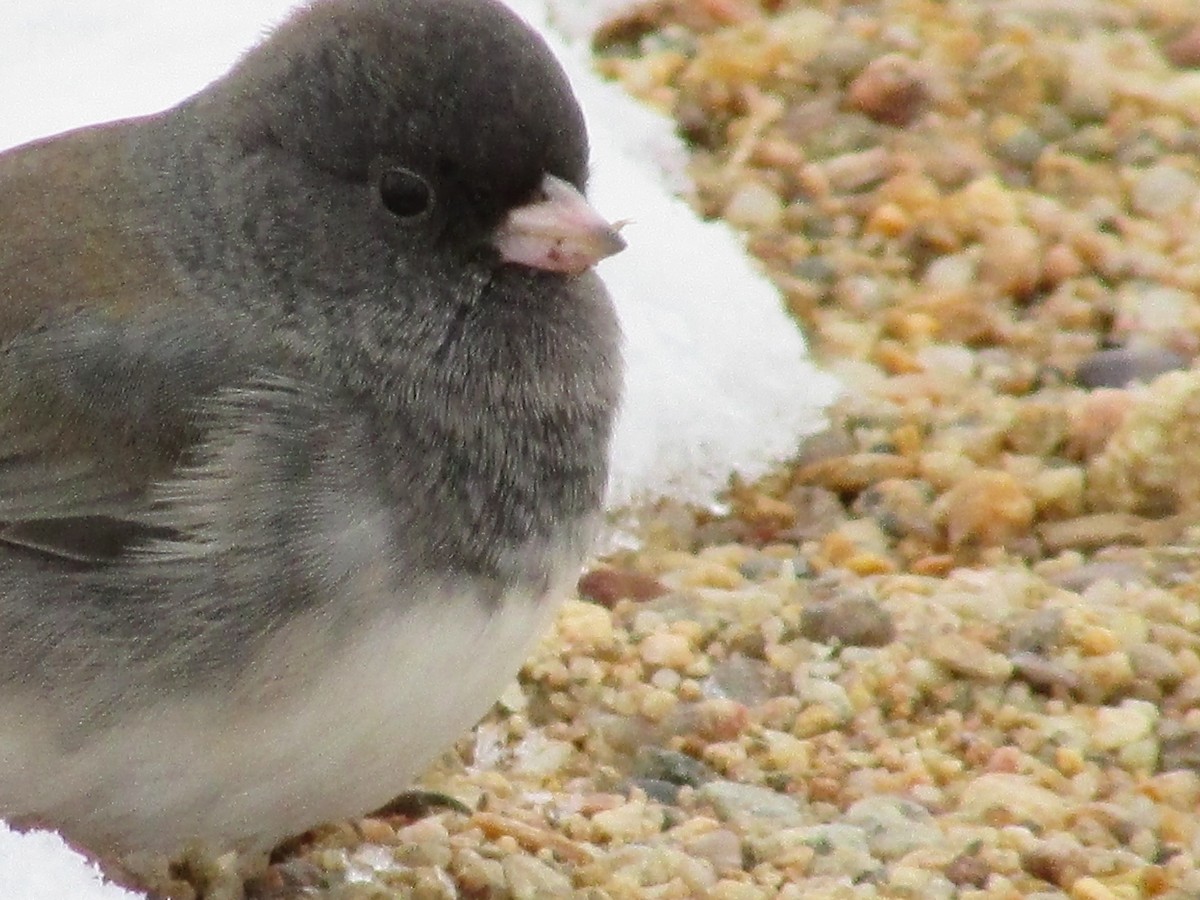 Junco ardoisé - ML611515383