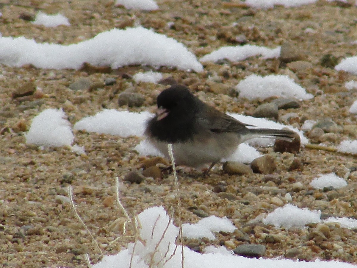 Junco ardoisé - ML611515386