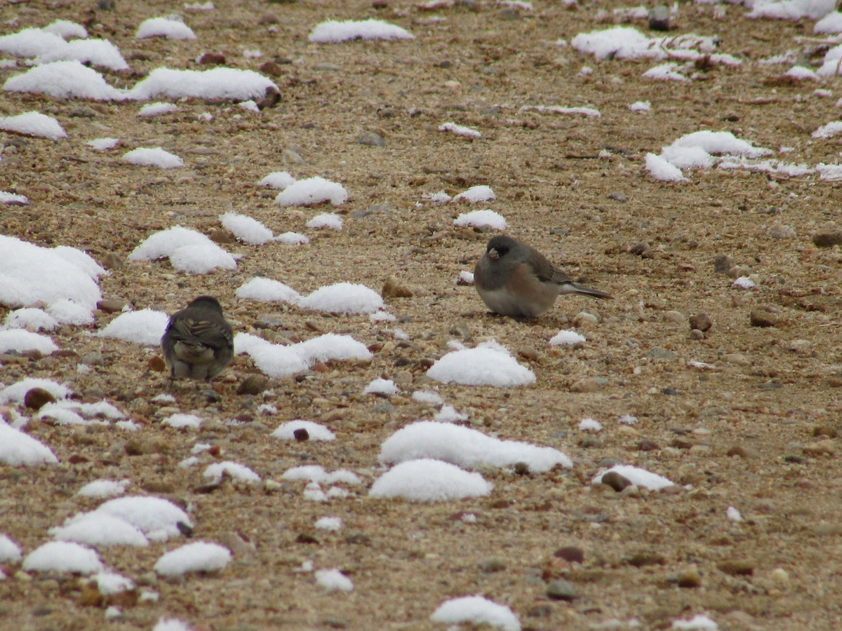 Dark-eyed Junco - ML611515387