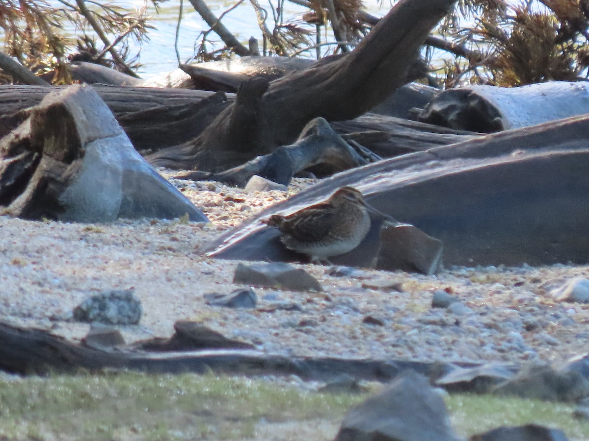 Wilson's Snipe - ML611515445