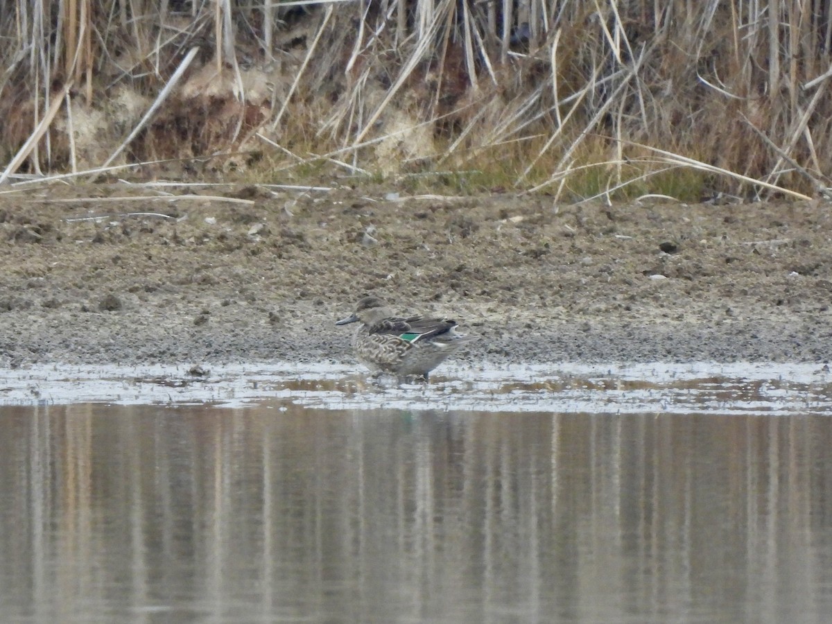 Green-winged Teal - ML611515504