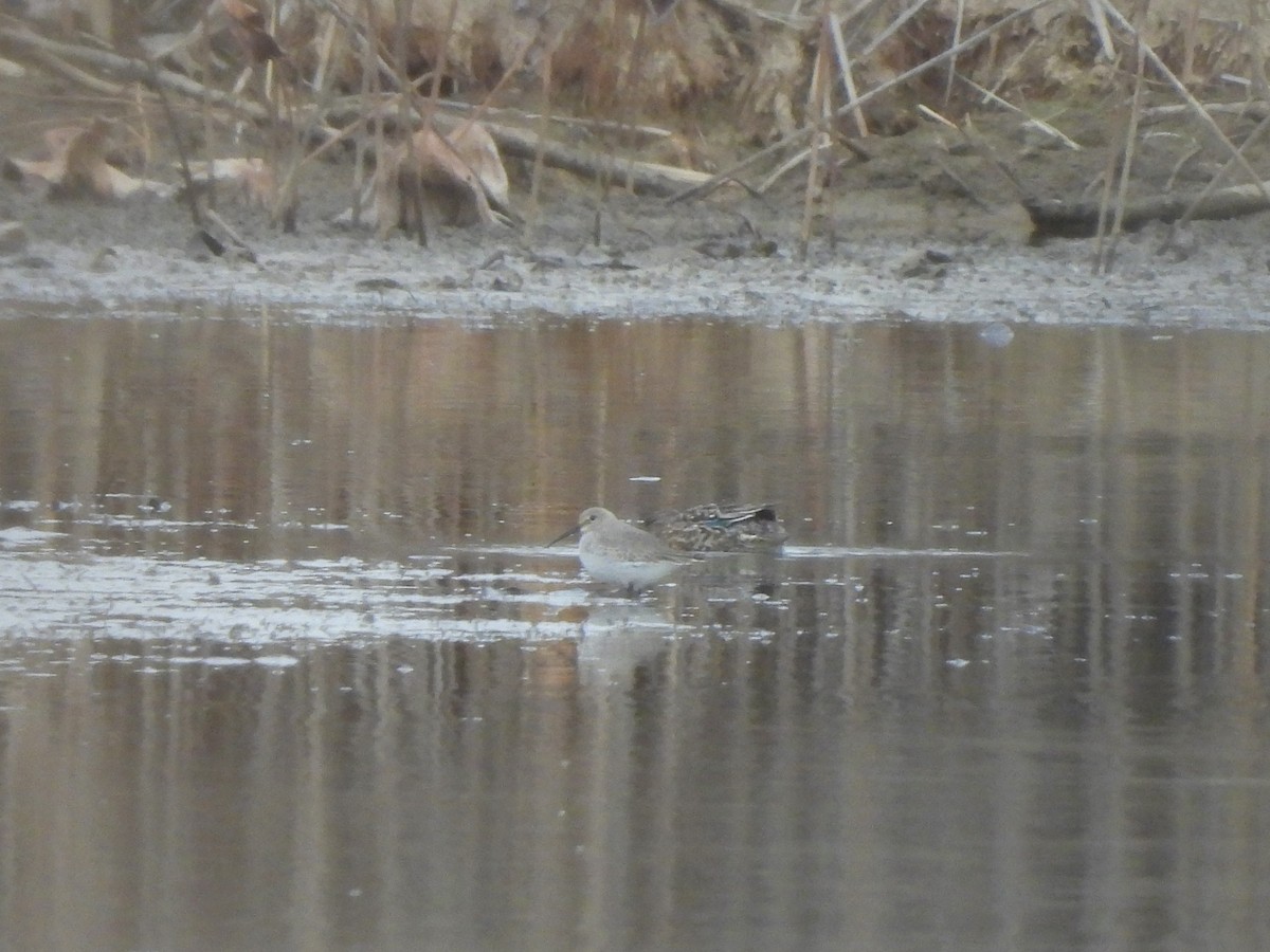 Dunlin - ML611515516