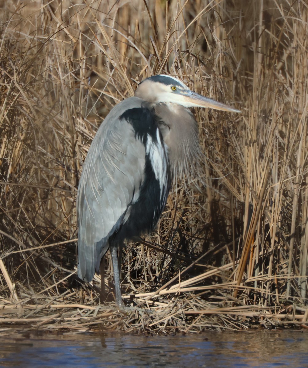 Great Blue Heron - ML611515541