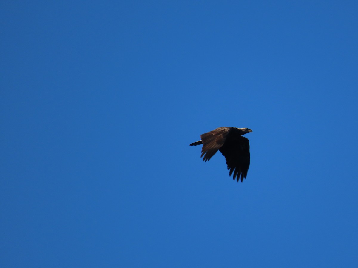 Bald Eagle - Andrew Pratt