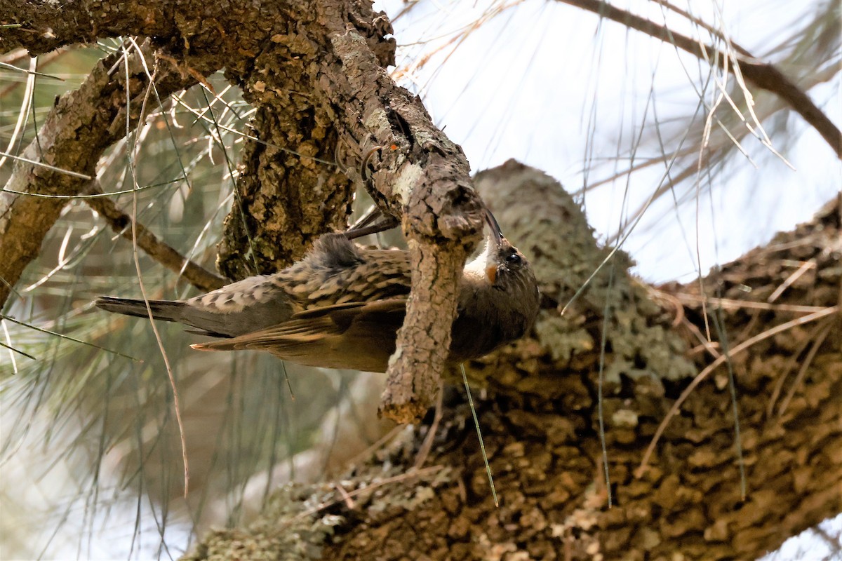 White-throated Treecreeper (White-throated) - ML611515629