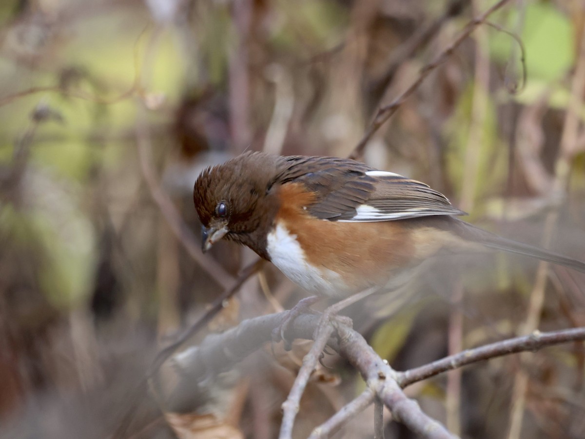 Eastern Towhee - Andreas Krohn