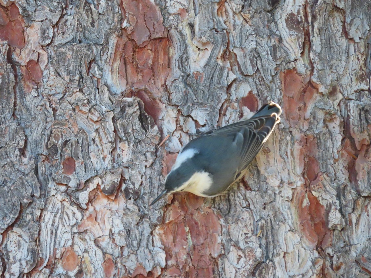 White-breasted Nuthatch - Andrew Pratt