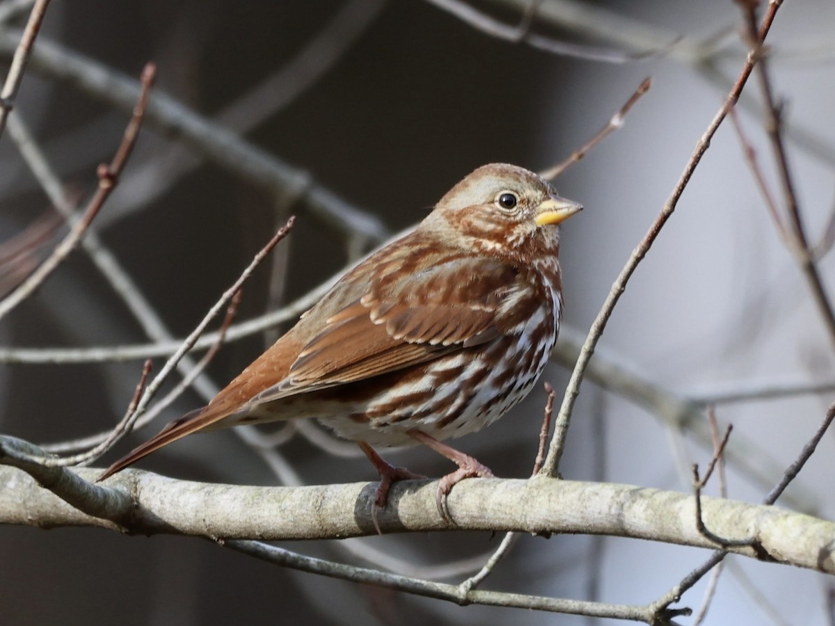 Fox Sparrow (Red) - Andreas Krohn