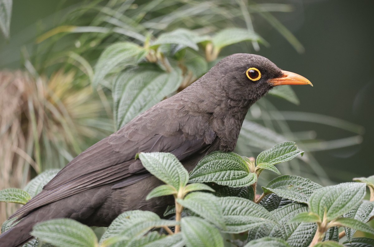 Great Thrush - ML611515765