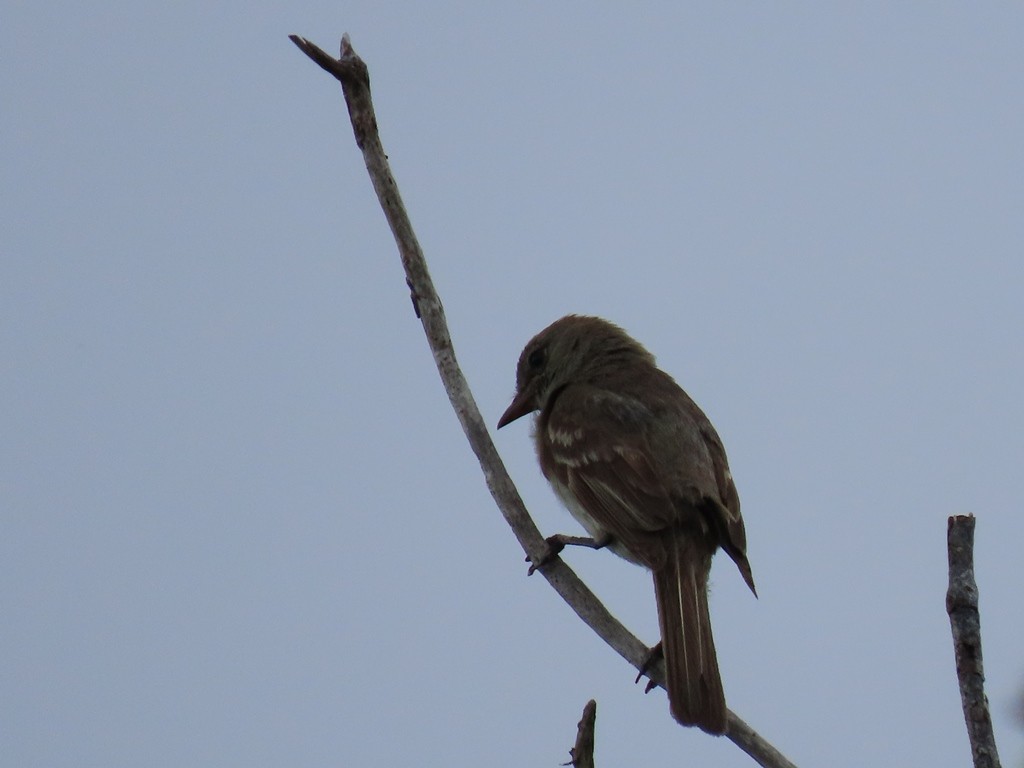 Caribbean Elaenia - JOSE LEONIDAS AREVALO DIAZ