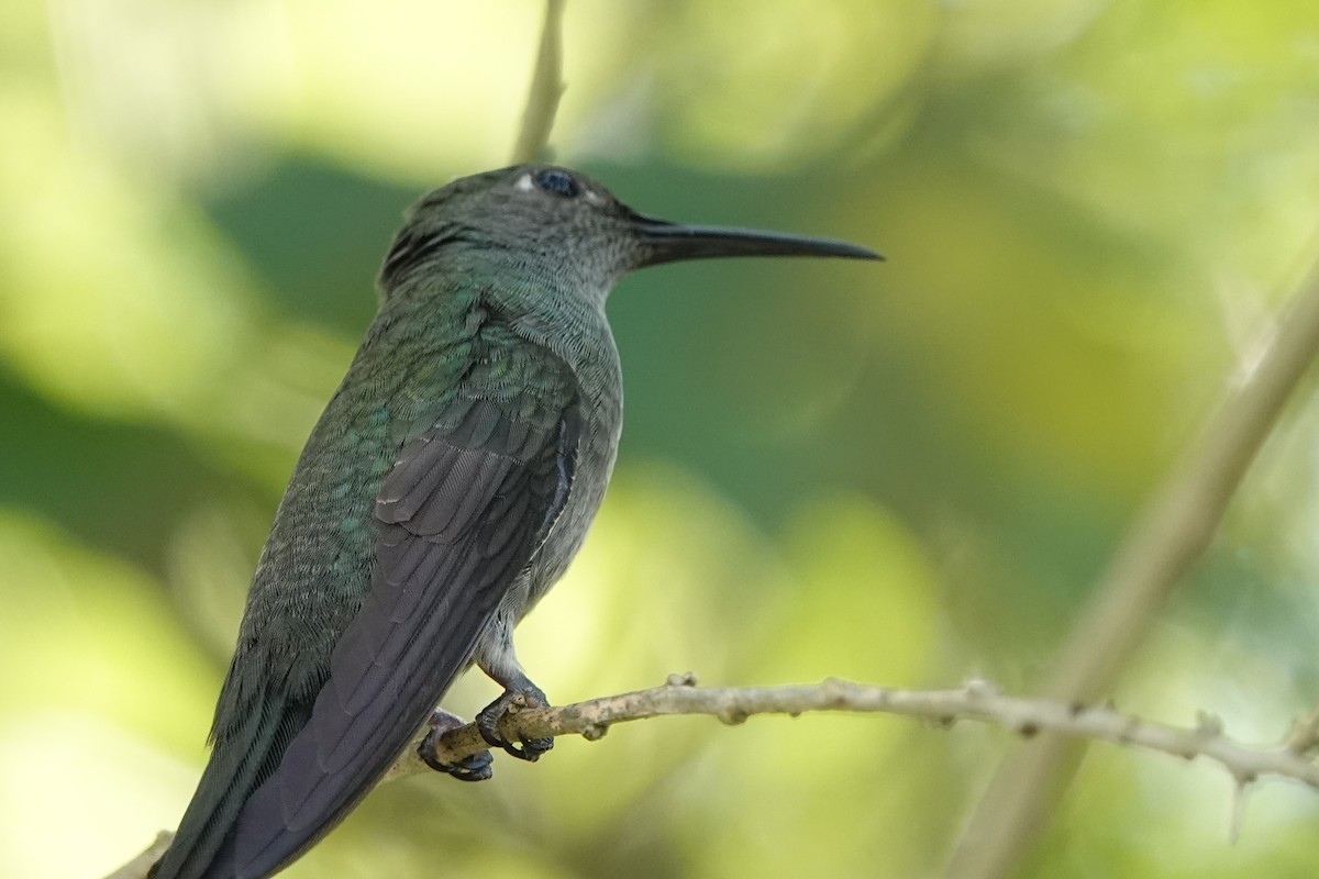 Colibri vert et gris - ML611515795