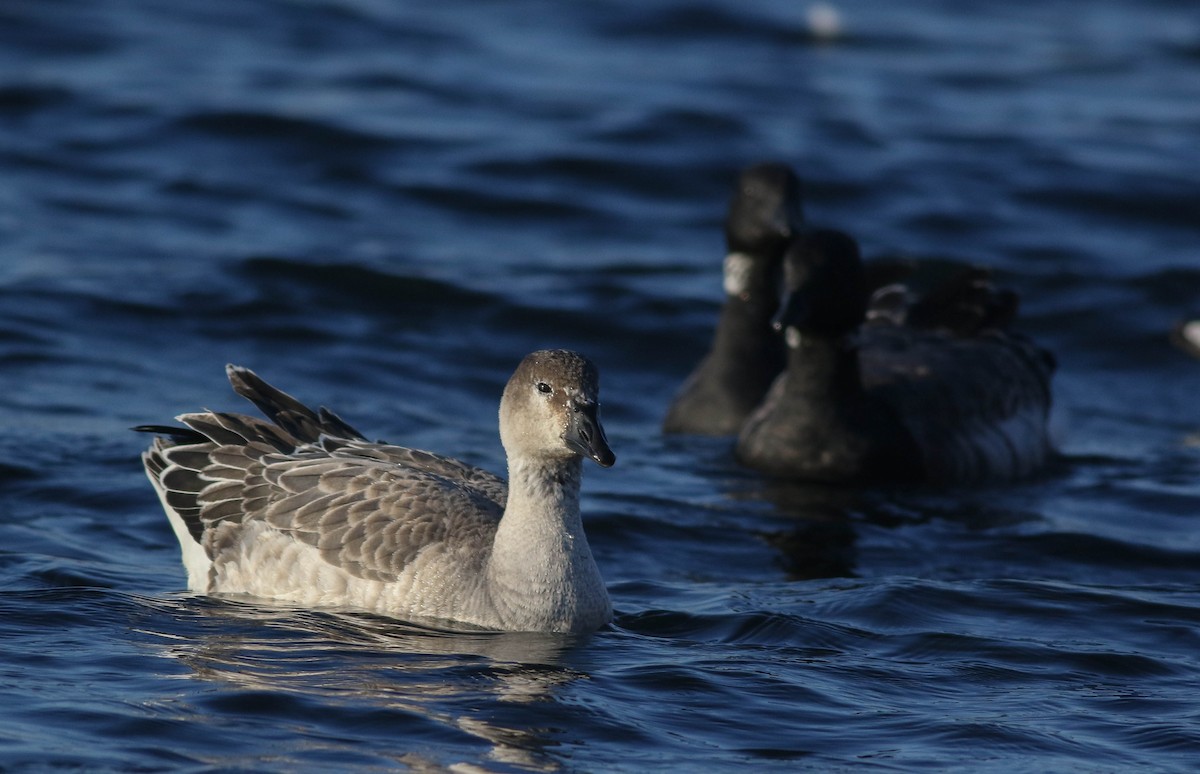 Snow Goose x Brant (hybrid) - Lily Morello