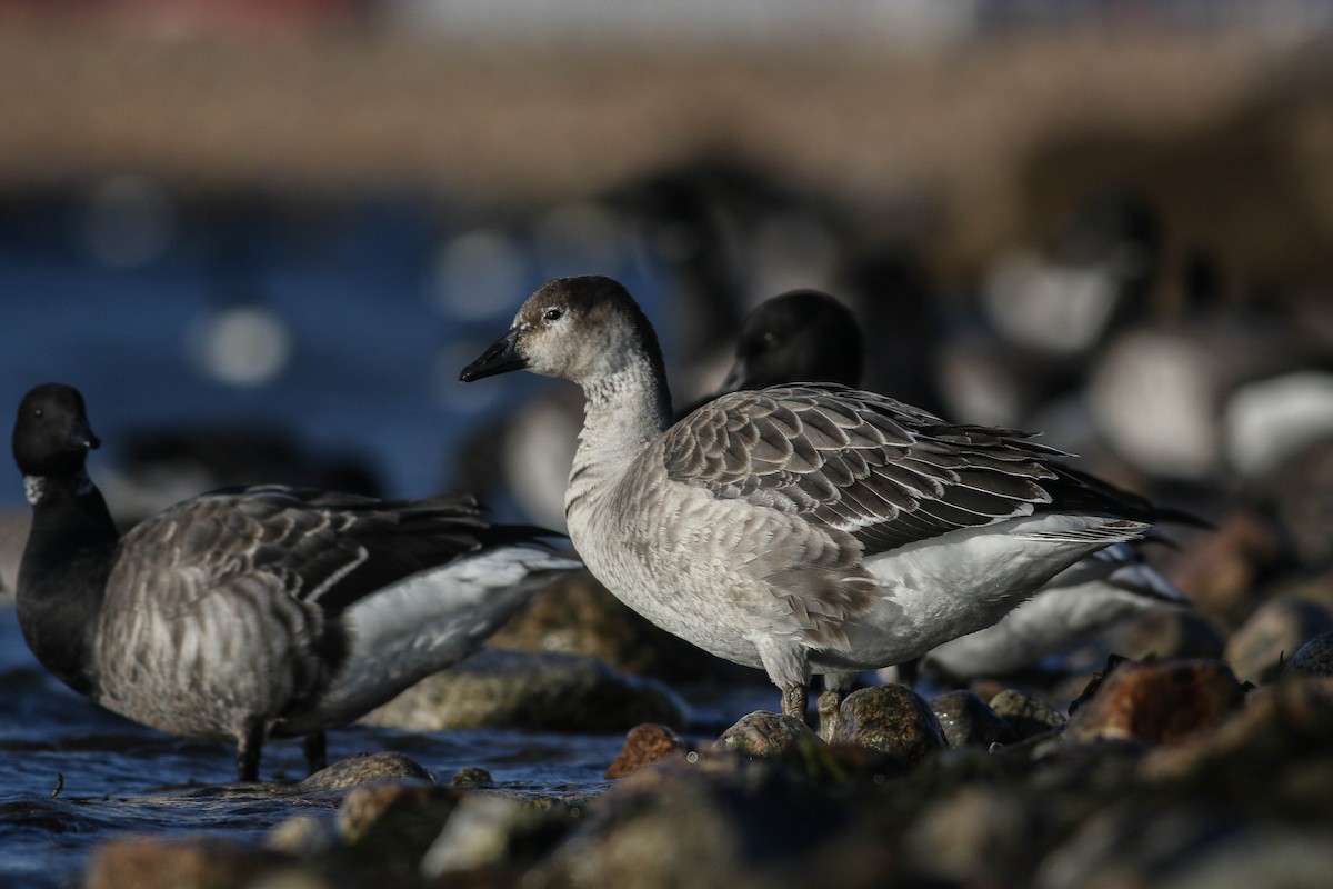 Snow Goose x Brant (hybrid) - Lily Morello