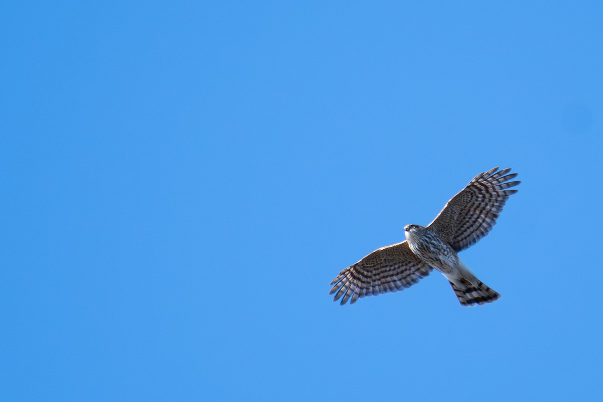 Sharp-shinned Hawk - ML611515863