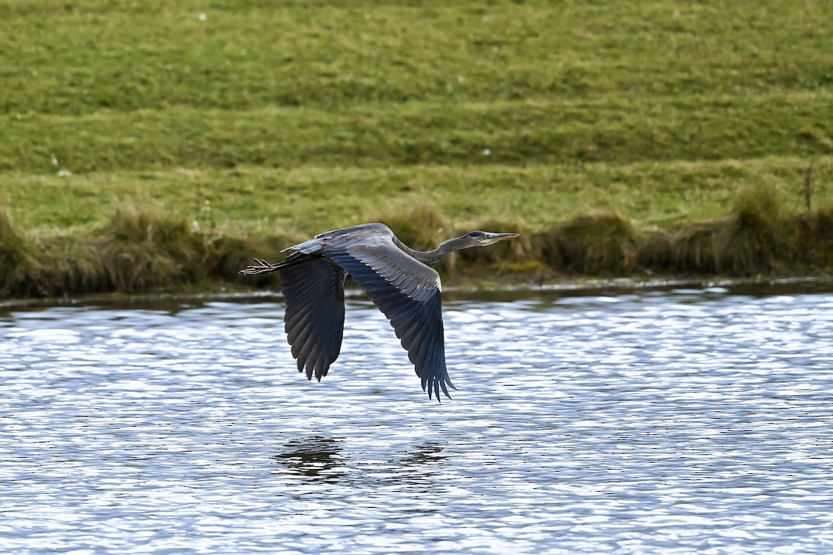 Great Blue Heron - Bill Massaro