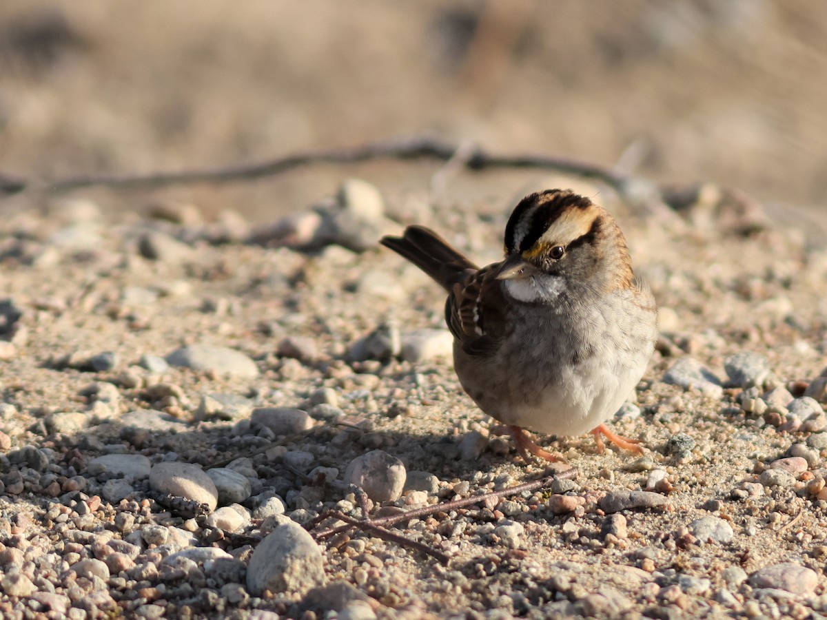 White-throated Sparrow - ML611515921