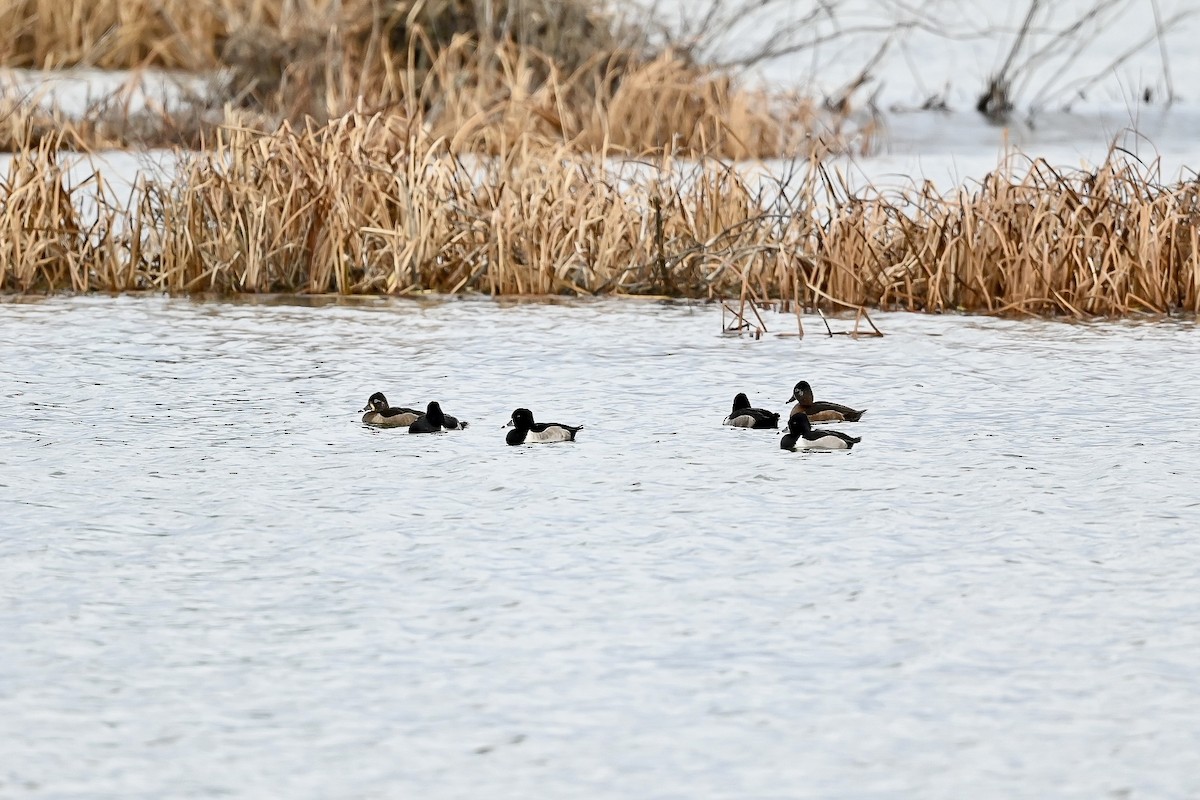 Ring-necked Duck - Bill Massaro