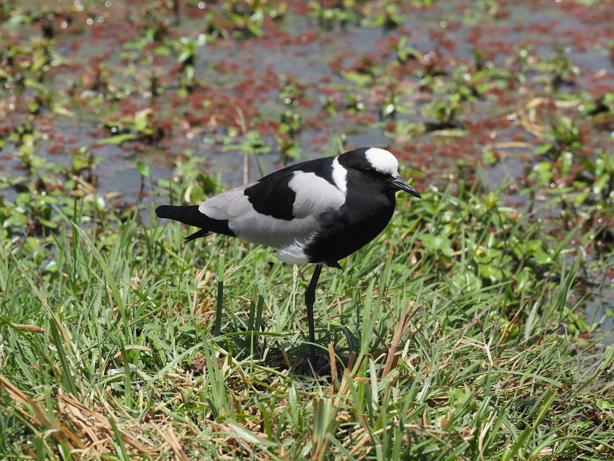 Blacksmith Lapwing - ML611515935