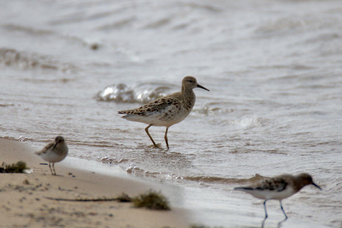 Ruff - Jack Kew