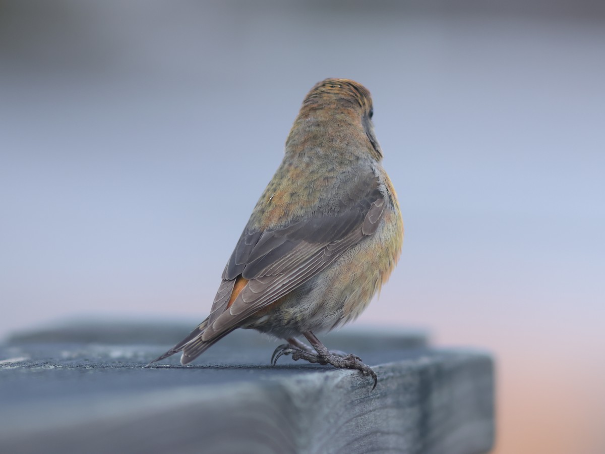 Red Crossbill (Ponderosa Pine or type 2) - ML611516003