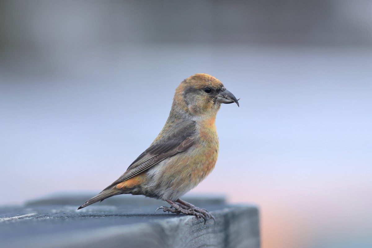 Red Crossbill (Ponderosa Pine or type 2) - ML611516005