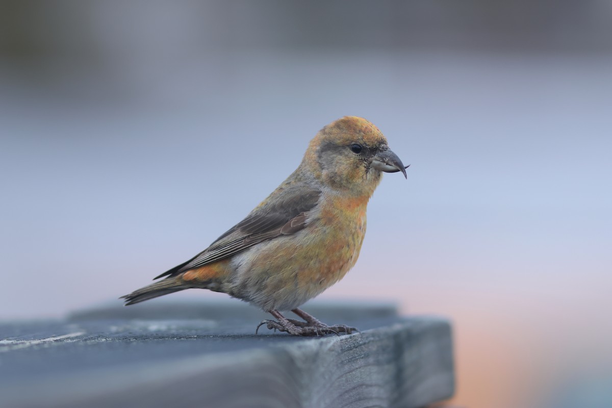 Red Crossbill (Ponderosa Pine or type 2) - ML611516006