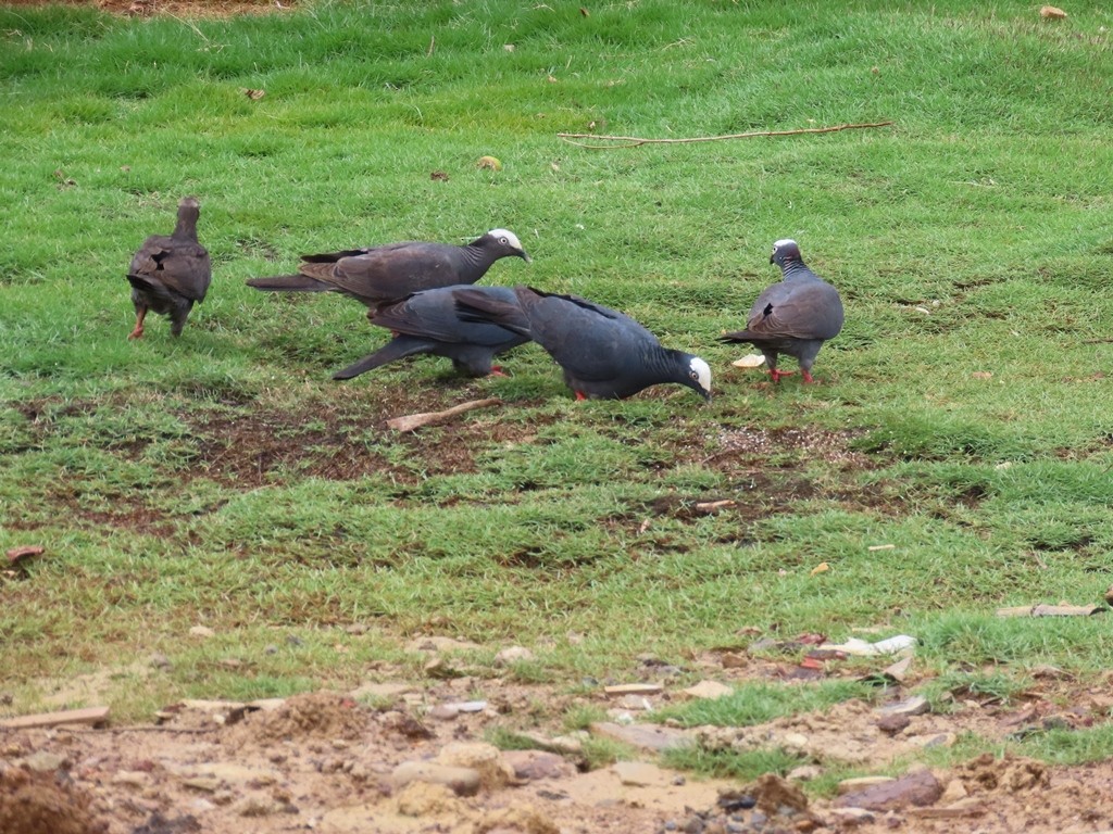 White-crowned Pigeon - ML611516010