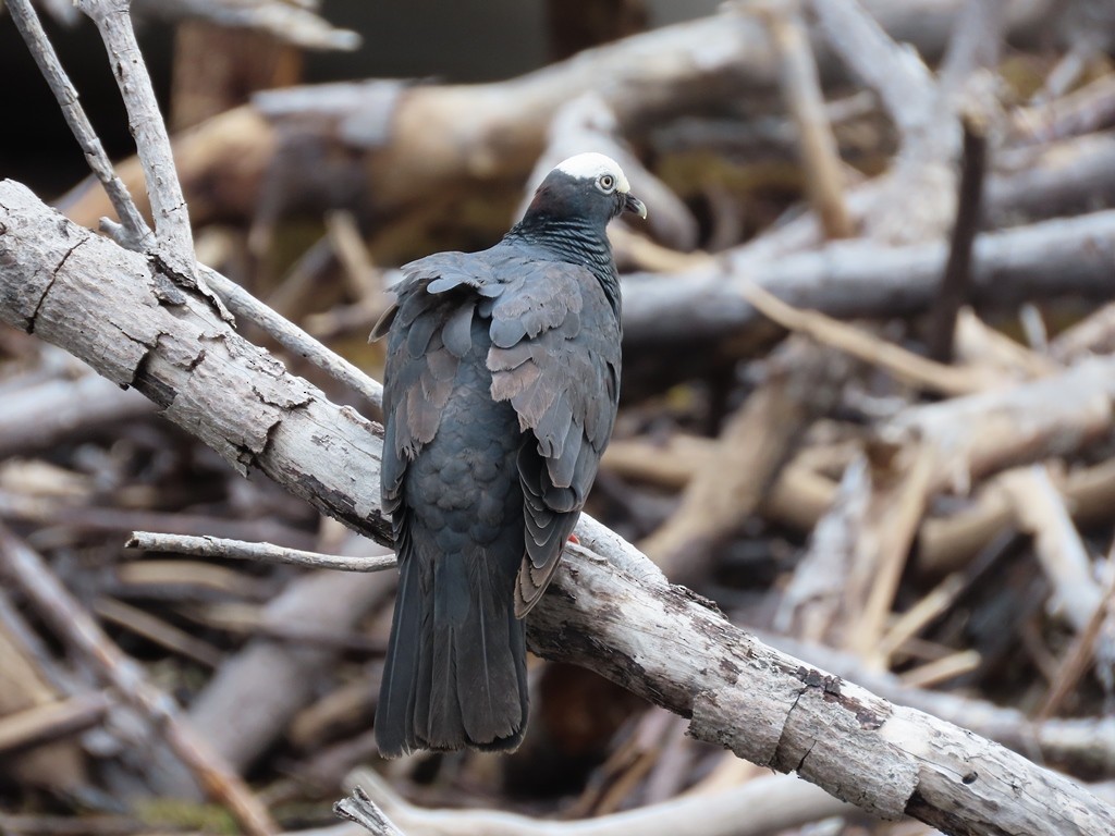 White-crowned Pigeon - ML611516011