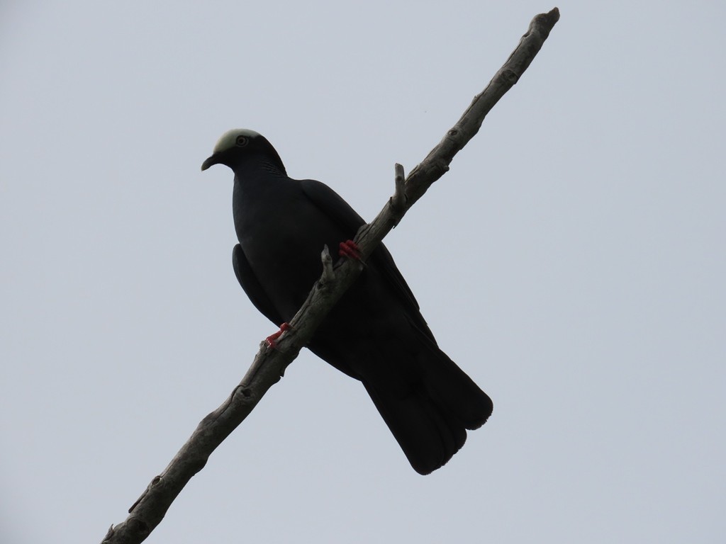 White-crowned Pigeon - ML611516046