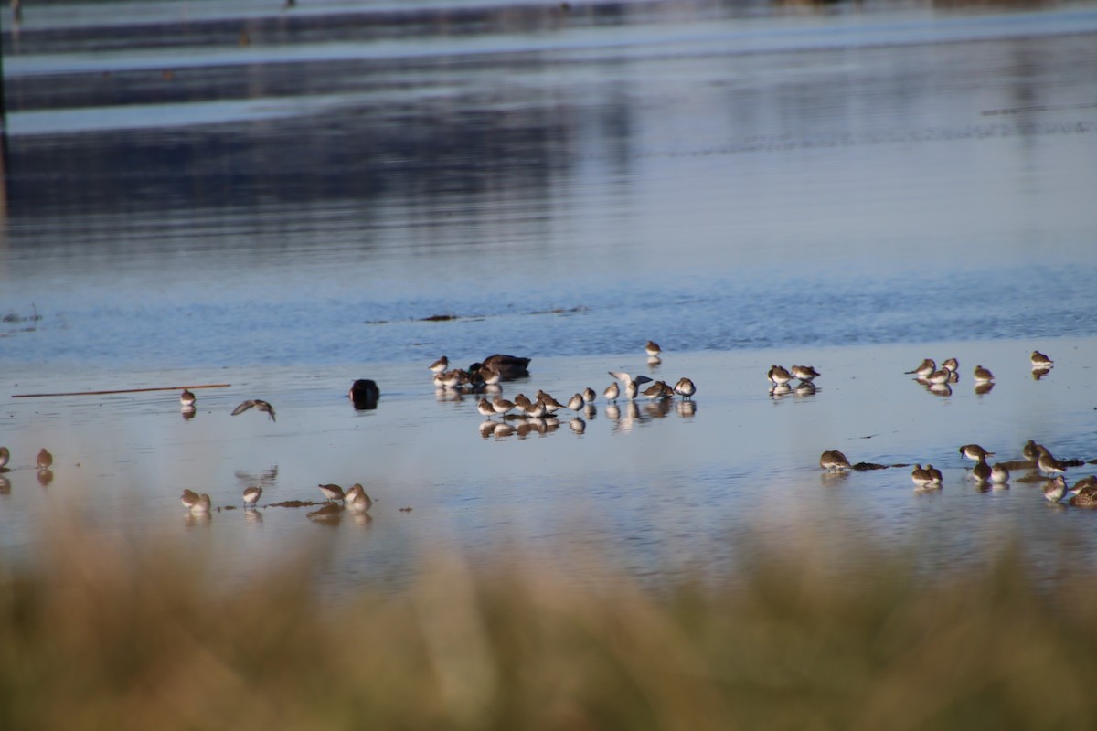 Dunlin - ML611516059