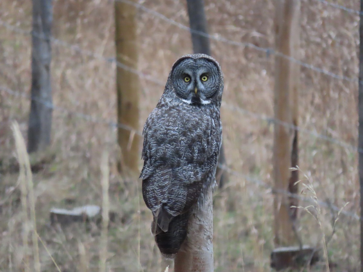 Great Gray Owl - ML611516180