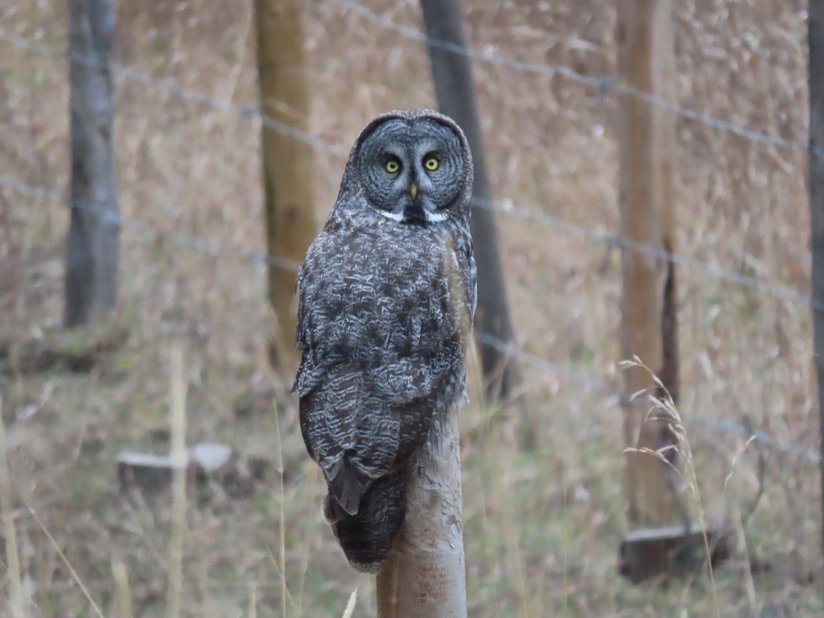 Great Gray Owl - ML611516181