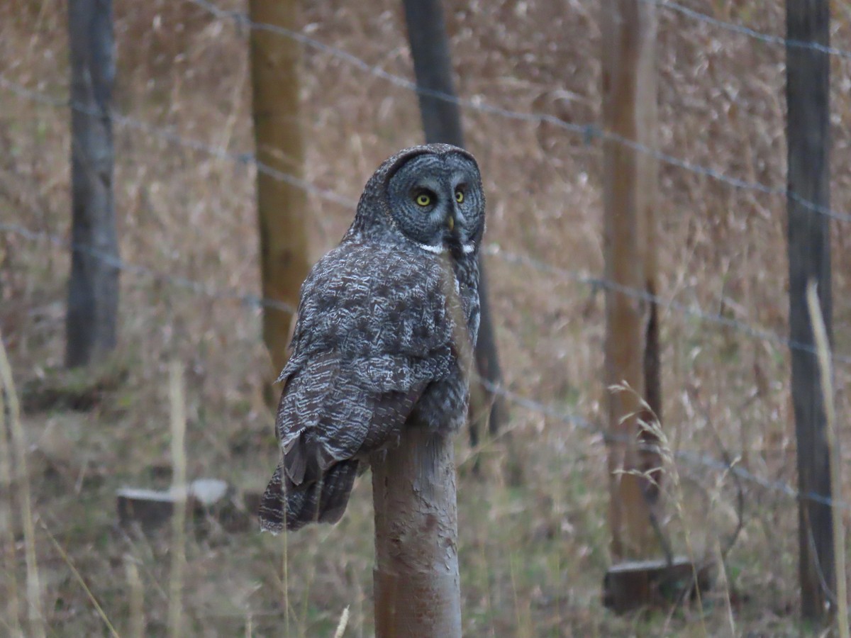 Great Gray Owl - ML611516185