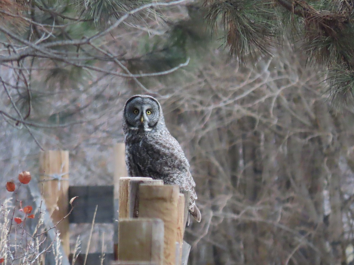 Great Gray Owl - ML611516186